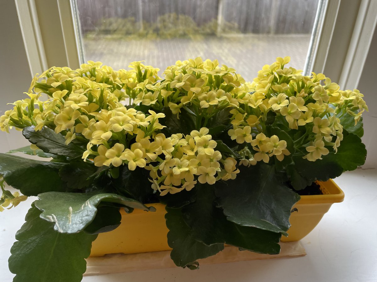 FBCrawley's tweet photo. A month on and the beautiful yellow kalanchoe that we decorated our #WallOfReflection display at @CrawleyMuseum with are still going strong and cheering up our staff room. What a great lasting reminder of a lovely event. #LanguageOfFlowers #Kalanchoe #LastingAffection #Endurance https://t.co/8s4TuPKRaG