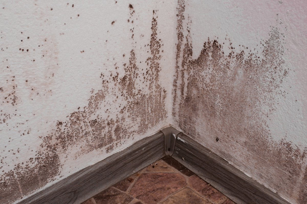 moldodorguykzoo's tweet photo. Here are 4 ways to help prevent Mold and Mildew from growing in your home:
1️⃣ Clean and Ventilate the Bathroom.
2️⃣ Check the Basement for Humidity.
3️⃣ Fix All Leaks.
4️⃣ Clean Roof Gutters.
#TuesdayTips #TheMoldGuy #BreakTheMold #MoldDetection #Mildew #HomeSanitization https://t.co/3uGpljzVGg