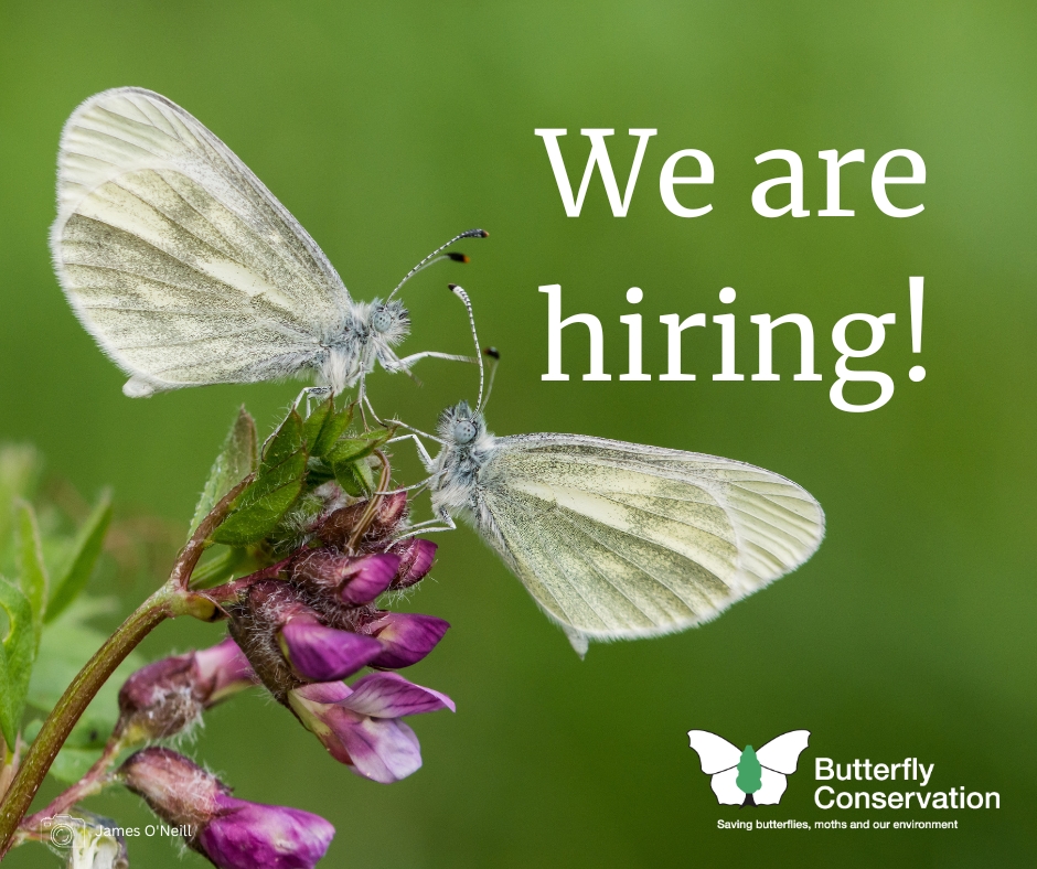 Butterfly Conservation 🦋 tweet media