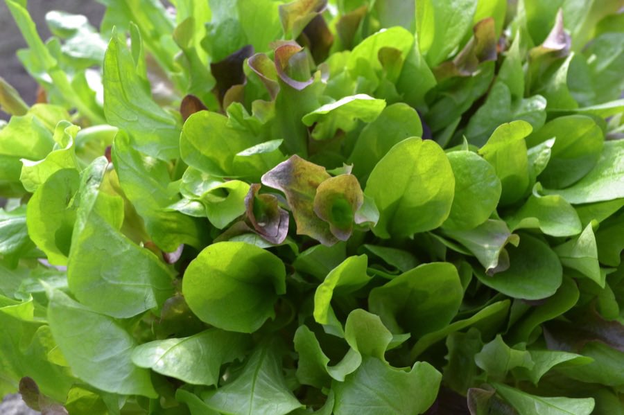 LGSpace's tweet photo. If you’re growing your own vegetables (which will save money and cut your carbon footprint) you’ll get better results if you work with nature. Avoid pesticides, and attract beneficial insects like ladybirds.
Ideas: https://t.co/jA2OhGMXjn
#growyourown https://t.co/xKYI5RVDO7