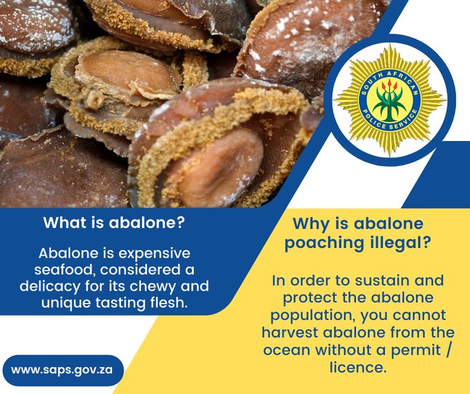 Six suspects in court for possession of abalone worth over R2.8 million  ow.ly/Q3xs50NR8pb

#ArriveAlive #Abalone #EnviroCrimes @SAPoliceService