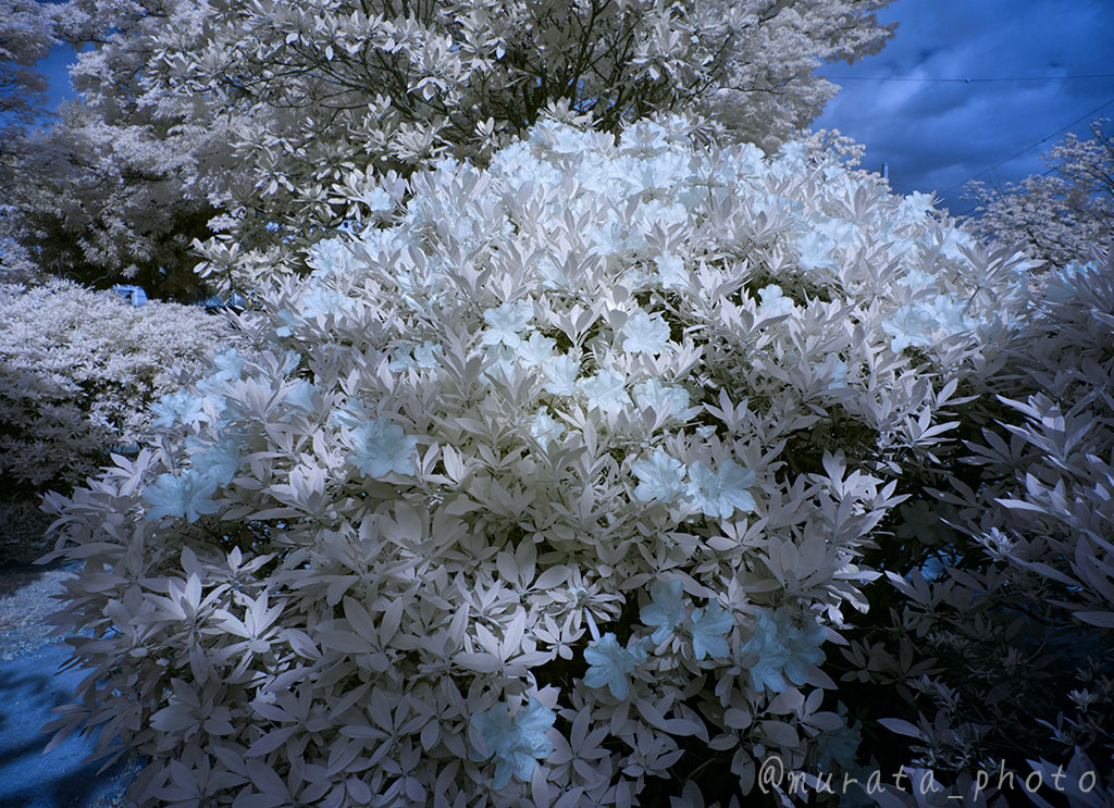 murata_photo's tweet image. ご近所だけど、割と良い感じかなぁ。
#ColorSwap #異世界召喚