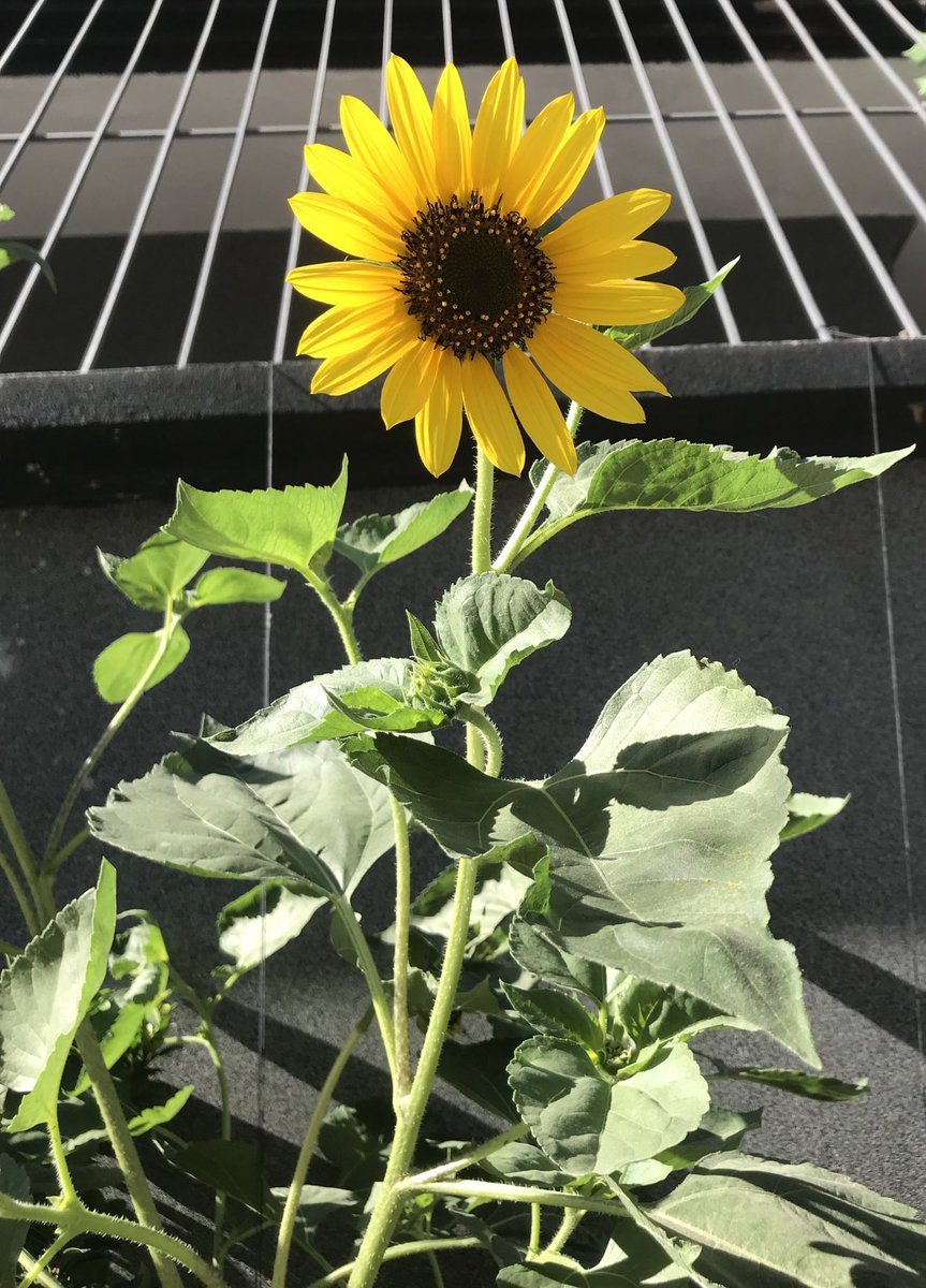 jiseoknim's tweet photo. #FORMYLIFE
Blue skies, Clouds and Sunflowers make me so happy โฅ๏ธ https://t.co/MlRnjJHNyC