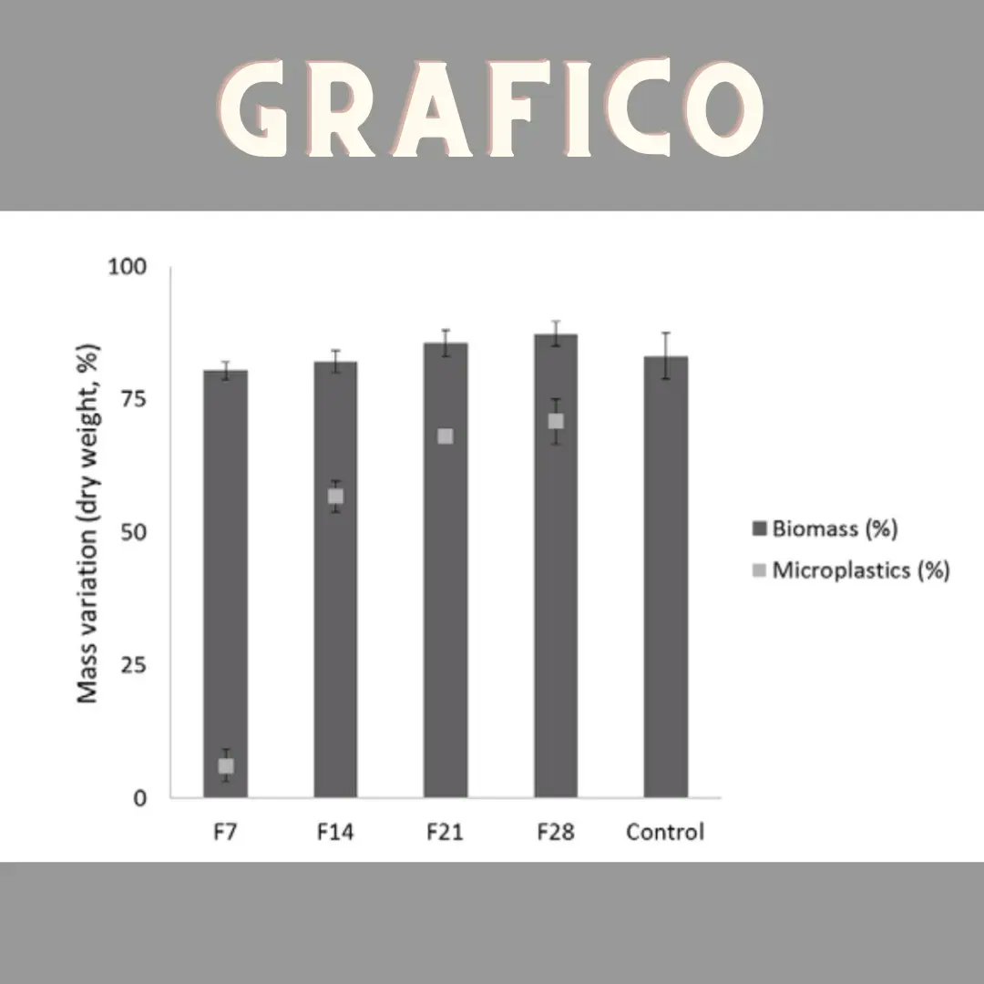detenpezplastic's tweet photo. En la investigación ha descubierto un incremento de peso en el hongo Zalerion maritimum y una disminución de los plásticos encontrados en el ensayo, aquí adjuntamos una gráfica donde se muestra mejor @Educaixa #zalerionmaritimum #detenelpezdeplastico #educaixa #campuseducaixa https://t.co/SVciRfgkYR