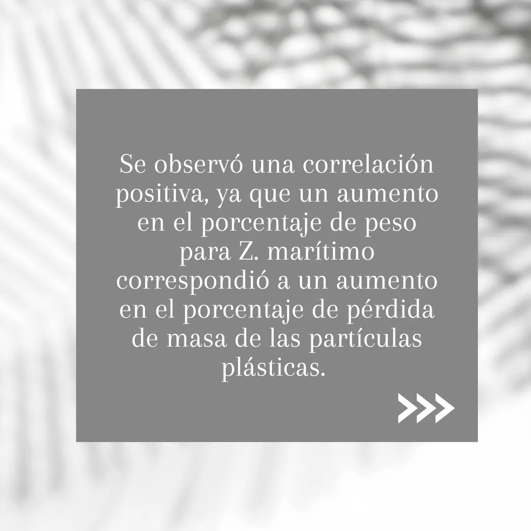 detenpezplastic's tweet photo. En la investigación ha descubierto un incremento de peso en el hongo Zalerion maritimum y una disminución de los plásticos encontrados en el ensayo, aquí adjuntamos una gráfica donde se muestra mejor @Educaixa #zalerionmaritimum #detenelpezdeplastico #educaixa #campuseducaixa https://t.co/SVciRfgkYR