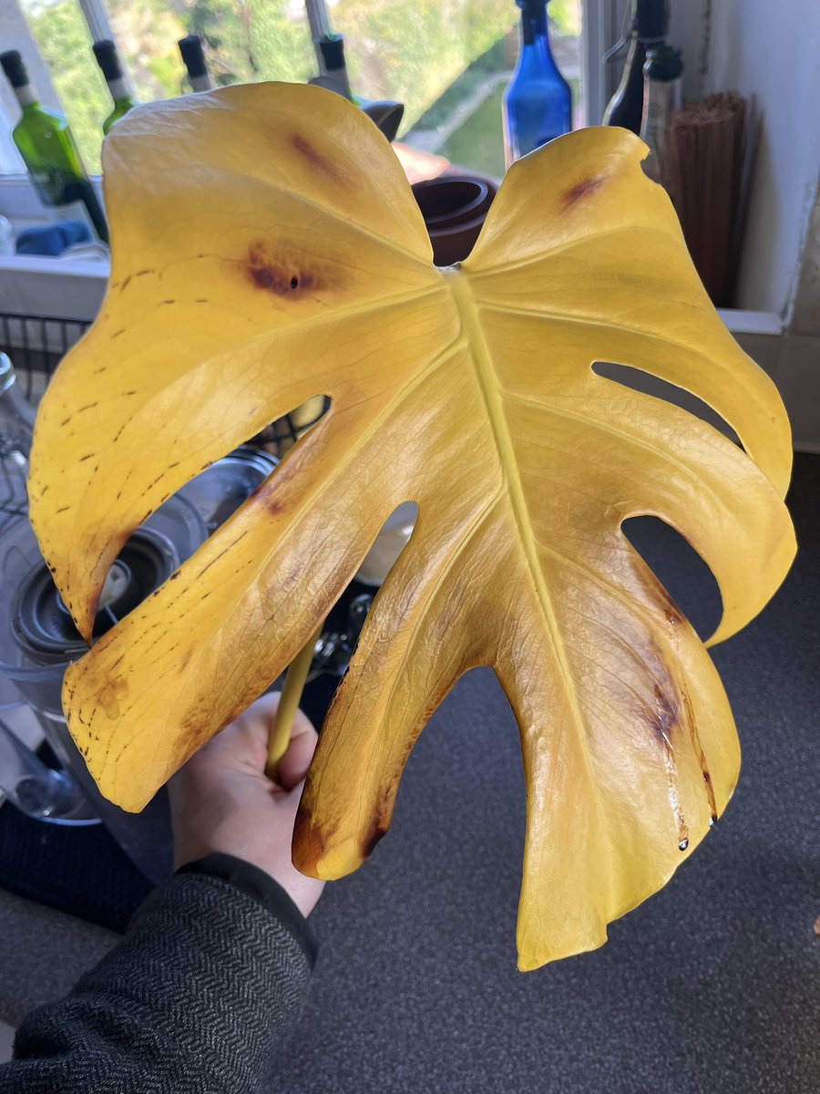 Blanck Mass tweet media