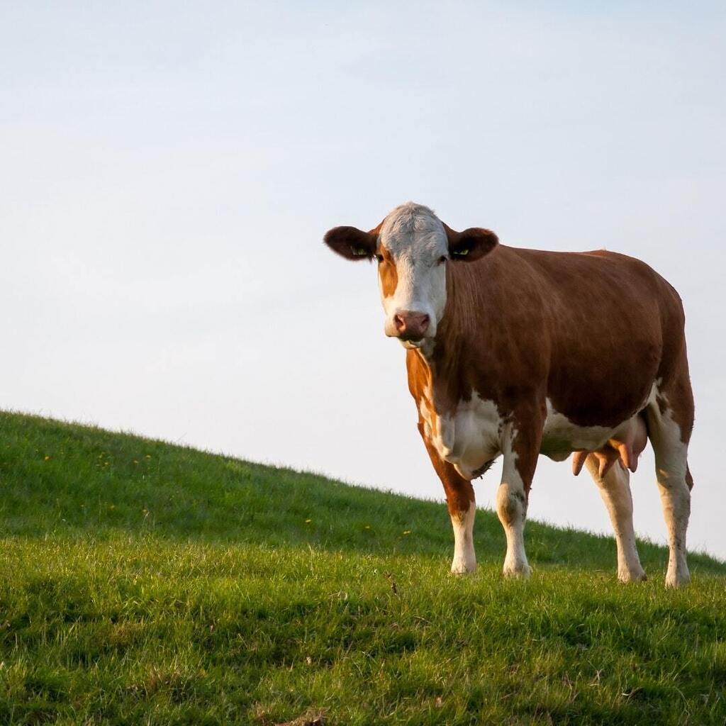 🌟 Supplier Spotlight: R&amp;J Butchers 🌟

R &amp; J Butchers are a family-owned farm and butchers located in Nidderdale. They work closely with a group of farmers across the Yorkshire Dales, Moors, and Vales 🐮🐄

"Our family has farmed in Yorkshire since the … instagr.am/p/Crc54V5Nl0s/