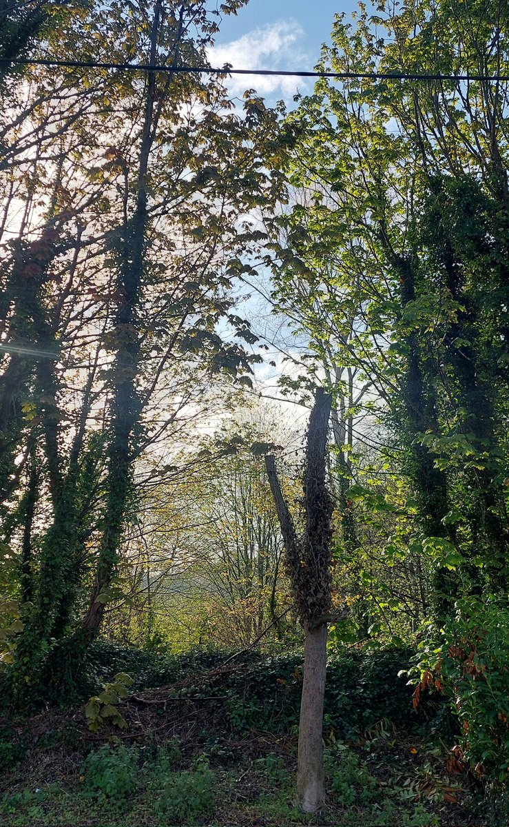 wlhaydock's tweet photo. A stunning day, everything is looking lush after the days of rain ๐คฉ #growth #lookup #springmornings https://t.co/zsA8NtoSUi