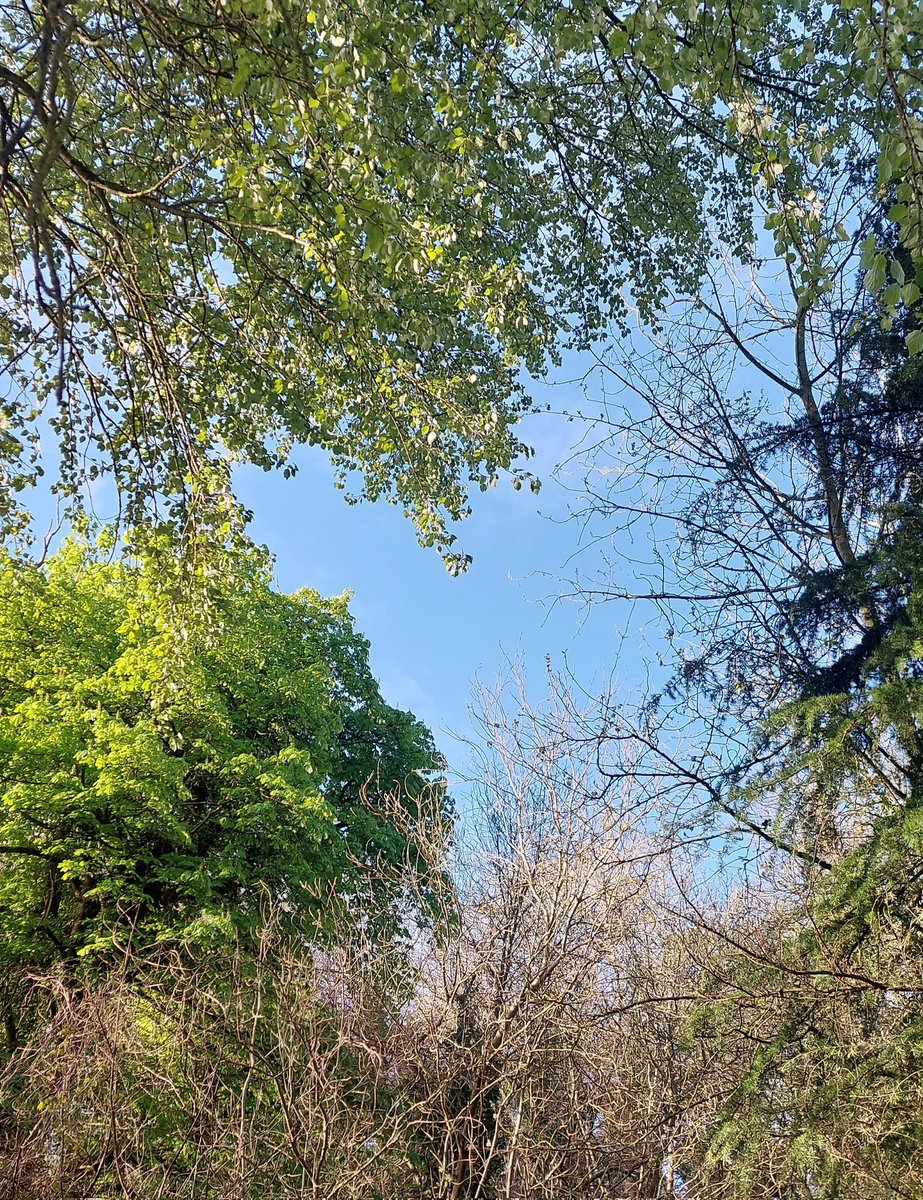 wlhaydock's tweet photo. A stunning day, everything is looking lush after the days of rain ๐คฉ #growth #lookup #springmornings https://t.co/zsA8NtoSUi