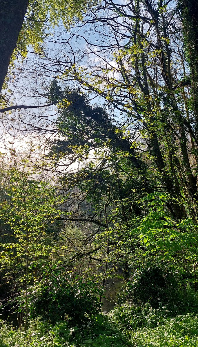 wlhaydock's tweet photo. A stunning day, everything is looking lush after the days of rain ๐คฉ #growth #lookup #springmornings https://t.co/zsA8NtoSUi