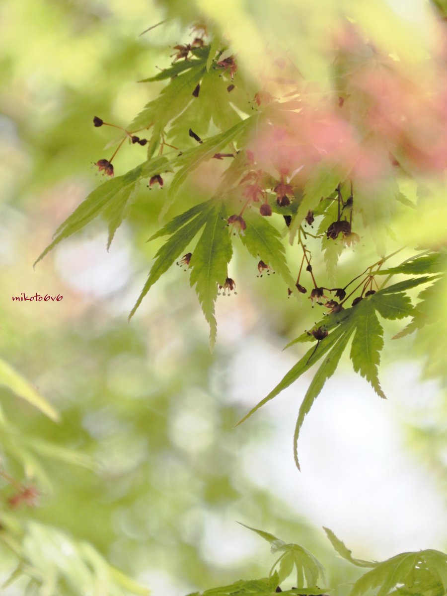 青モミジに赤い花 🍁
新緑の風に煽られて 🍃🙂
　
イロハモミジ  イロハカエデ 
#JapaneseMaple 
　
📸 Nikon COOLPIX A900 
#私とニコンで見た世界 
#写真で伝えたい私の世界 
#キリトリセカイ 
#Mikotography #coregraphy