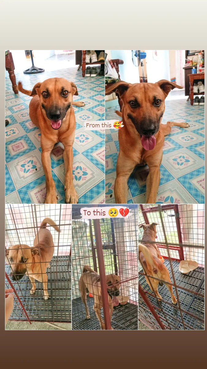LabuguenViana's tweet photo. I'll surely miss you porky. See youuu after 18 months antayin moko ha 🥺🥹 https://t.co/ui7wkwQ2Zv