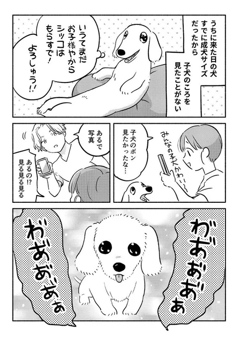 ケモノベイビーみると最高の気持ちになるけどけっきょく今の犬猫が一番かわいいんだよな