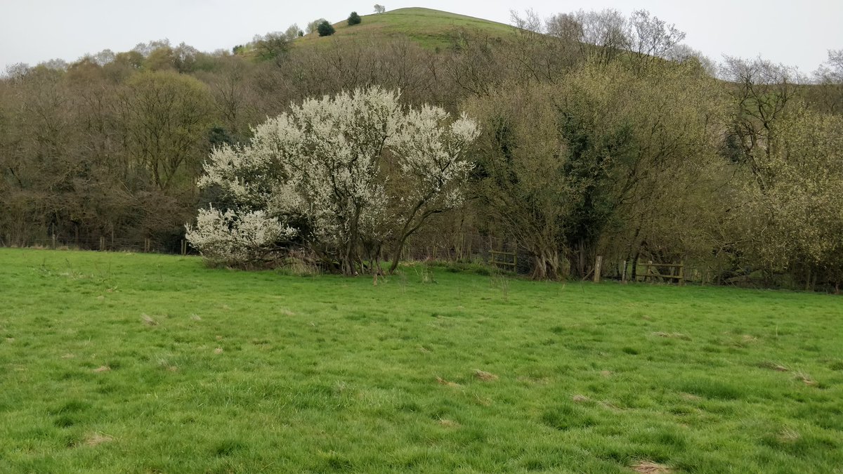 Jane38Harrop's tweet photo. That's going to be a lot of sloes! https://t.co/sisppeW6KM