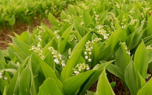 margot_delpech's tweet photo. À quelques jours de la vente de ce « porte-bonheur », voici l’un des plus anciens et derniers producteurs de muguet en Gironde. Pas de retraite pour Jacques Dubern, 76 ans, passionné.  Ici on travaille en famille depuis 1958! @Republicain33 📸🗞️ https://t.co/GxyhDEs4lK