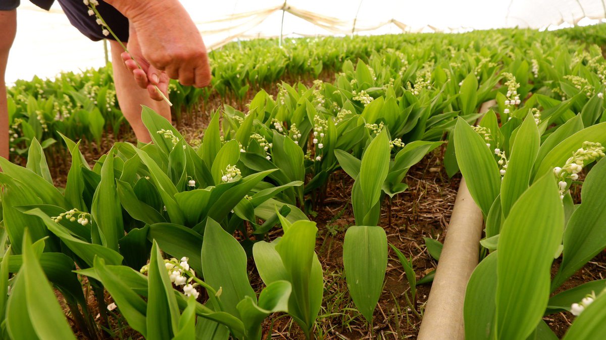 margot_delpech's tweet photo. À quelques jours de la vente de ce « porte-bonheur », voici l’un des plus anciens et derniers producteurs de muguet en Gironde. Pas de retraite pour Jacques Dubern, 76 ans, passionné.  Ici on travaille en famille depuis 1958! @Republicain33 📸🗞️ https://t.co/GxyhDEs4lK