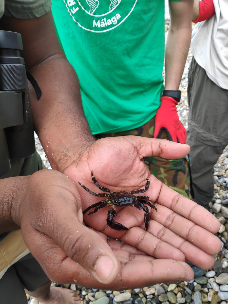 Green Globe SyPA tweet media