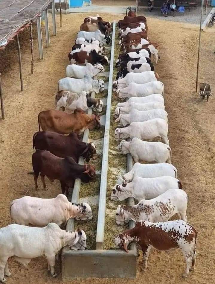 kissan_pakistan's tweet photo. ڈیری فارمرز اس وقت مکمل طور پر نقصان میں جا رہے ہیں اگر چارہ، کھل، ونڈہ ،توڑی ،مزدوری ،شیڈ کرایہ ودیگر اخراجات کا حساب کریں تو یہ کسانوں کا شوق تو پورا ہو رہا ہے لیکن منافع بخش کاروبار نہیں ہے. https://t.co/3A07GD7C63