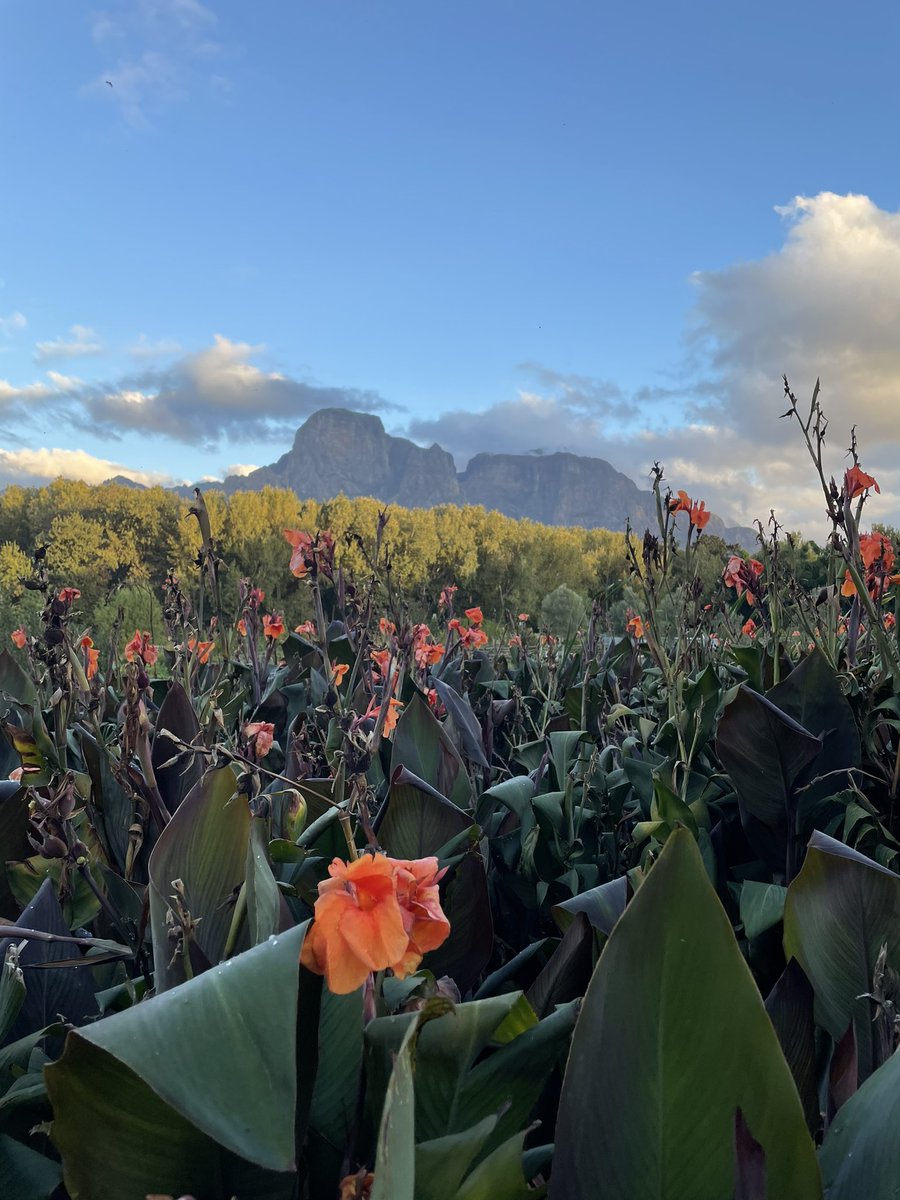 Muzi Kuzwayo (@muzikuzwayo) on Twitter photo 