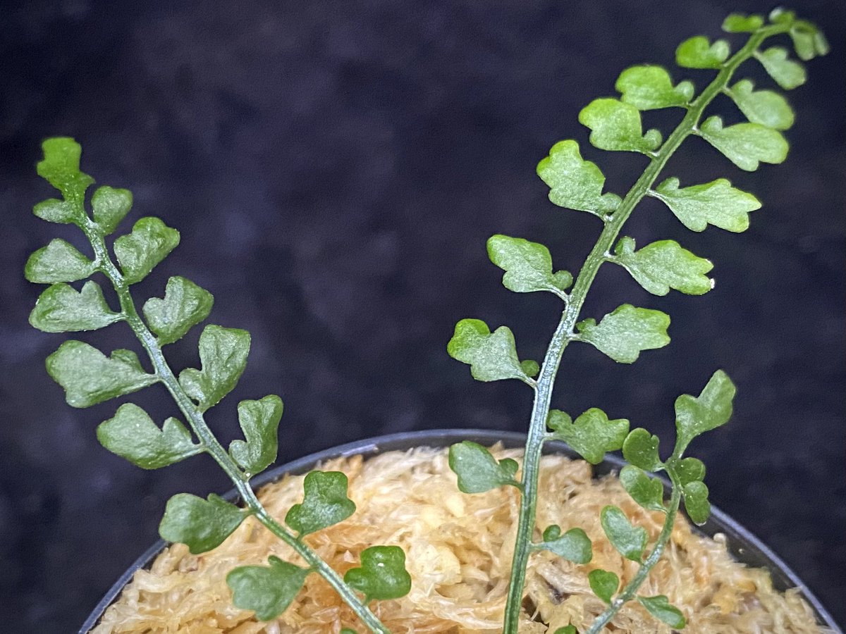 moregoro's tweet image. 本日の朝草。ファイルNo.530

Asplenium quitense
Ecuador産 東京ドームらん展購入増殖株 [KSB]

m-r-g-r.com
Instagram ID moregoro5016

#Asplenium
#KSB