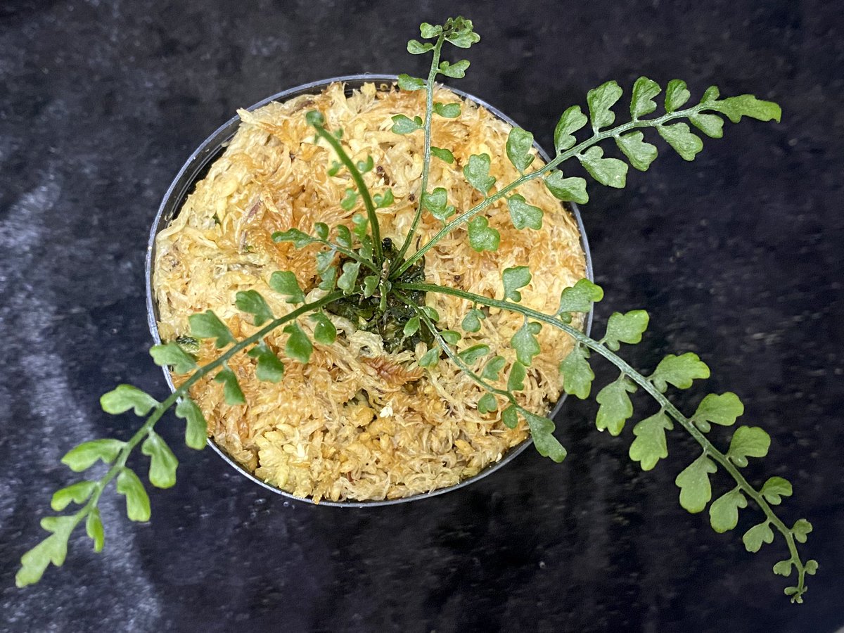 moregoro's tweet image. 本日の朝草。ファイルNo.530

Asplenium quitense
Ecuador産 東京ドームらん展購入増殖株 [KSB]

m-r-g-r.com
Instagram ID moregoro5016

#Asplenium
#KSB