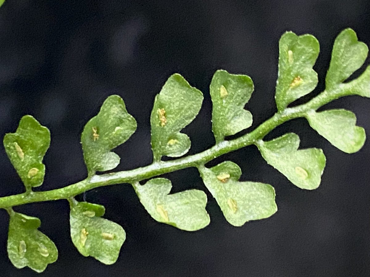 moregoro's tweet image. 本日の朝草。ファイルNo.530

Asplenium quitense
Ecuador産 東京ドームらん展購入増殖株 [KSB]

m-r-g-r.com
Instagram ID moregoro5016

#Asplenium
#KSB