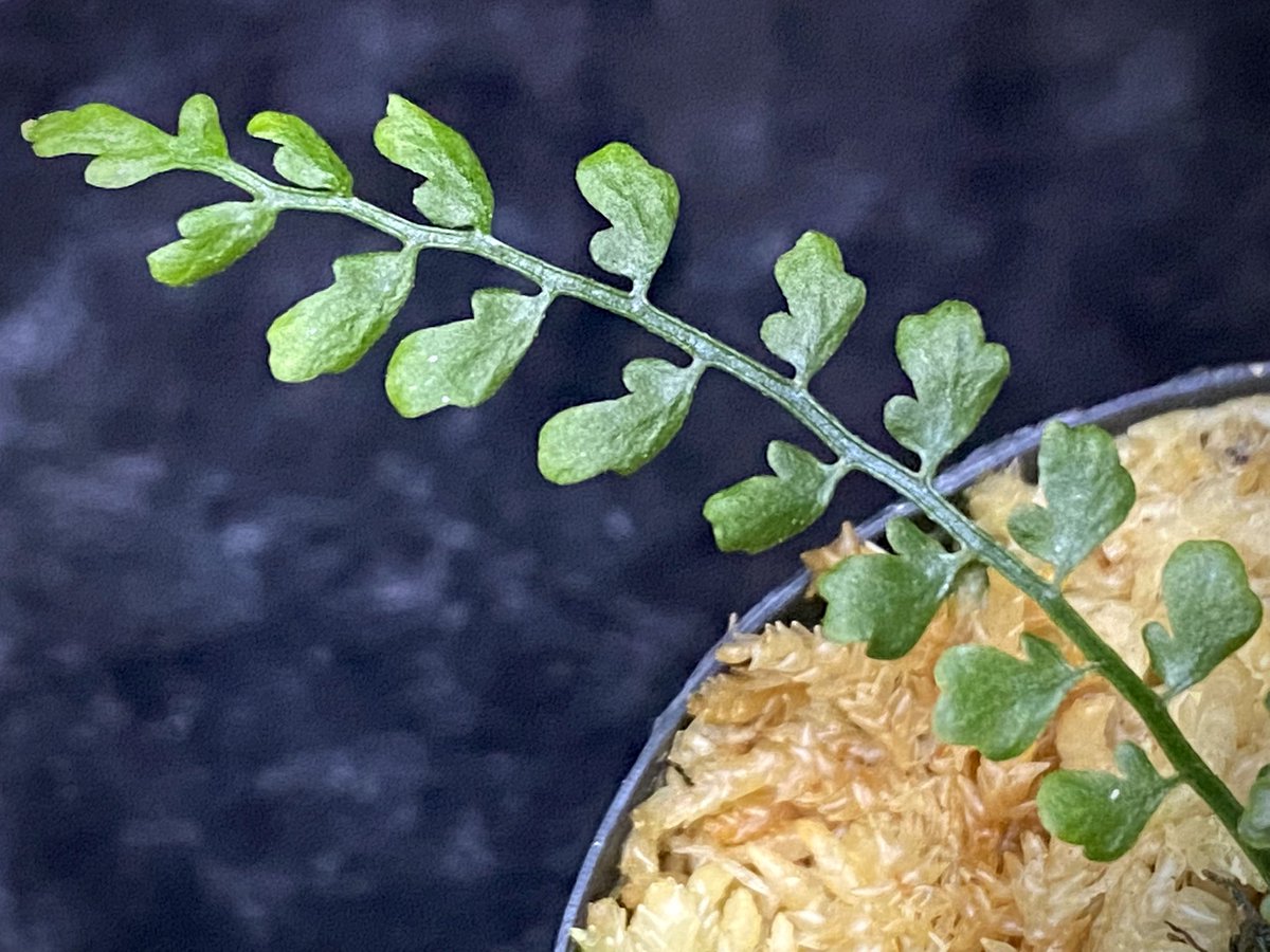 moregoro's tweet image. 本日の朝草。ファイルNo.530

Asplenium quitense
Ecuador産 東京ドームらん展購入増殖株 [KSB]

m-r-g-r.com
Instagram ID moregoro5016

#Asplenium
#KSB