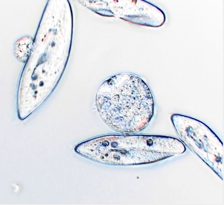 Zorba Group tweet media