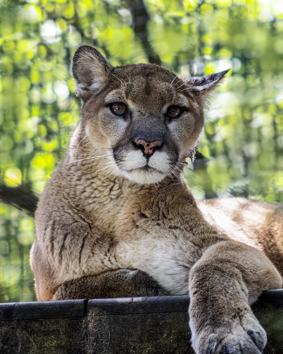 Curating my Zoo trip photos…
.
#cougar #mountainlion #animalphotography #visitthezoo #zootrip #highlights #artreference