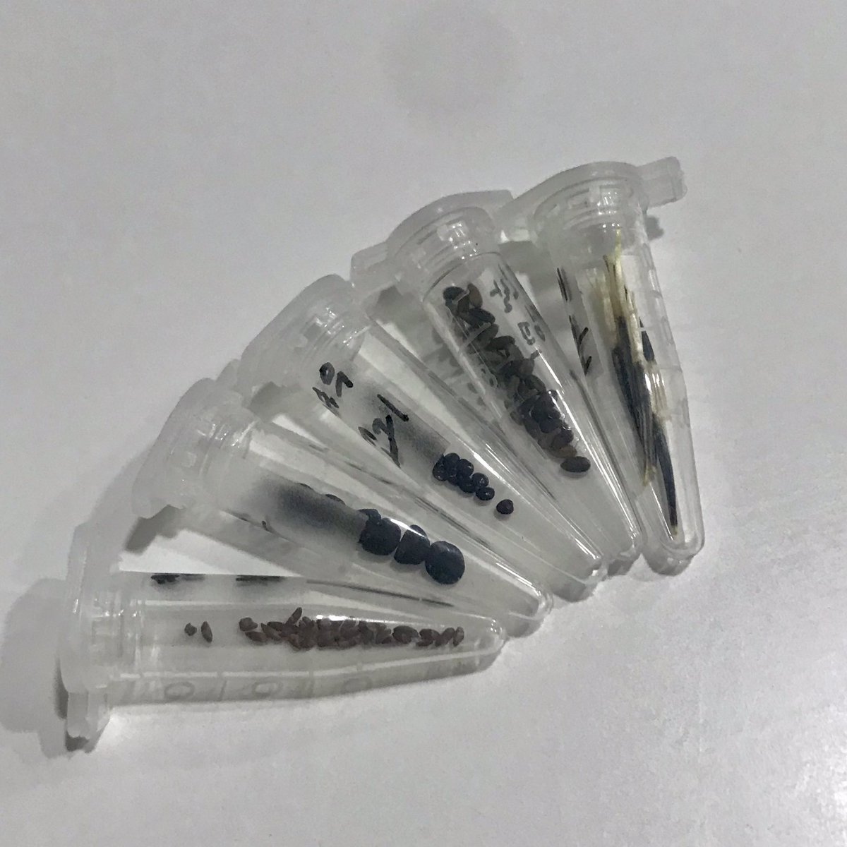 리버스 식목일 𝗥𝗧 이벤트💌

여우꼬리 맨드라미, 유홍초, 캄파눌라 미디움, 코랄 림프 세이지, 메리골드 파이어볼 씨앗 각 5립 이상 보내드립니다!

• 식물계 한정 / 주소 3종 제공 O
• 우리집 파종이들이도 아직 깨어나지 못해서 발아율, 원종 장담 못함!