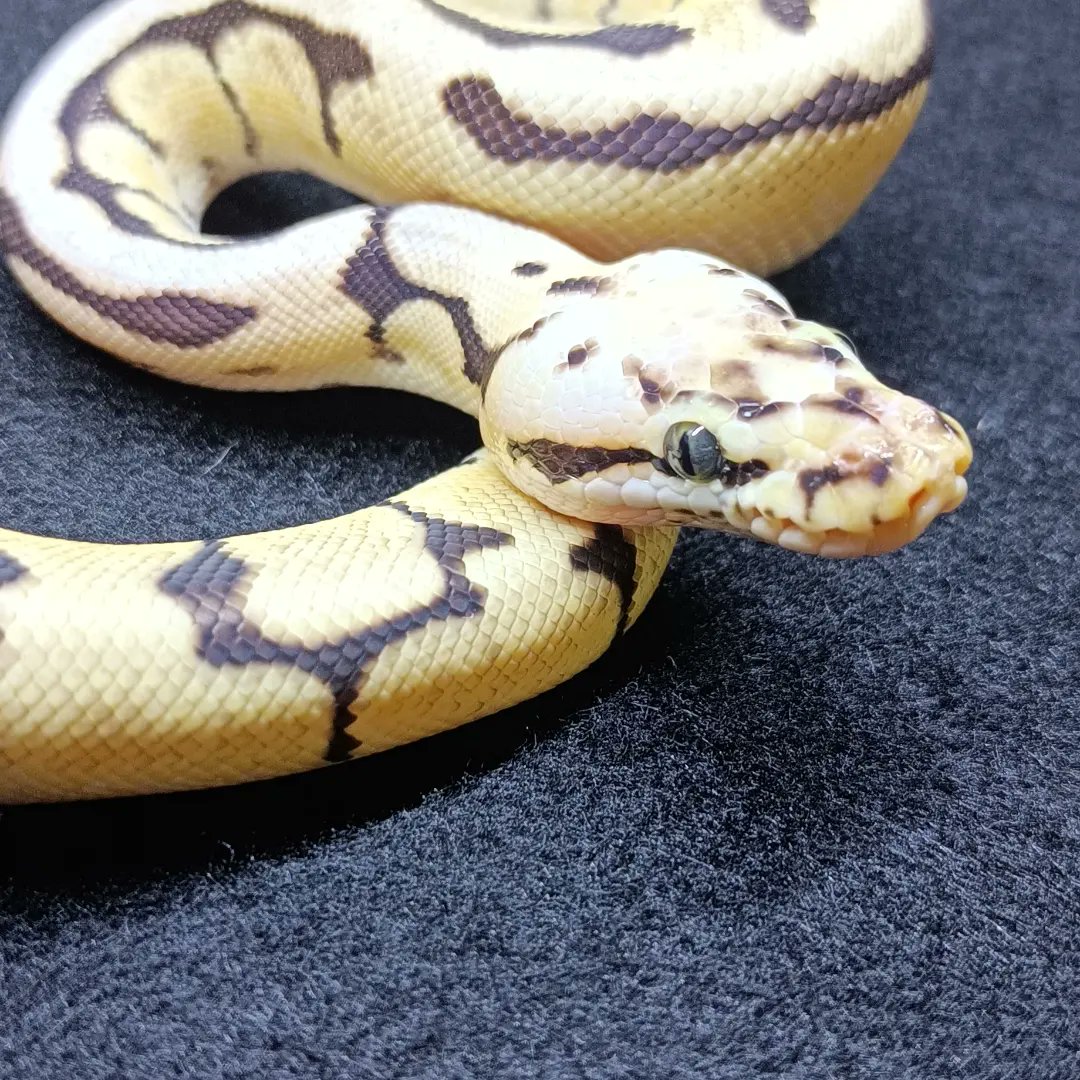 reptile_CRESTA's tweet photo. ボールパイソン
バンブルビー
ボールの中で好きなモルフです！

#爬虫類　#爬虫類専門店　#ボールパイソン　#ニシキヘビ　#reptile　　#reptileavenue_cresta #ballpaythons #ballpaython #royalpythons #royalpython #python　#pythons https://t.co/E3ORGPtX5f