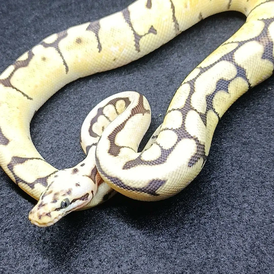 reptile_CRESTA's tweet photo. ボールパイソン
バンブルビー
ボールの中で好きなモルフです！

#爬虫類　#爬虫類専門店　#ボールパイソン　#ニシキヘビ　#reptile　　#reptileavenue_cresta #ballpaythons #ballpaython #royalpythons #royalpython #python　#pythons https://t.co/E3ORGPtX5f