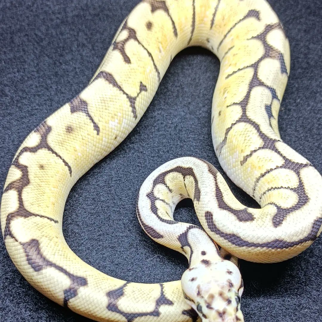 reptile_CRESTA's tweet photo. ボールパイソン
バンブルビー
ボールの中で好きなモルフです！

#爬虫類　#爬虫類専門店　#ボールパイソン　#ニシキヘビ　#reptile　　#reptileavenue_cresta #ballpaythons #ballpaython #royalpythons #royalpython #python　#pythons https://t.co/E3ORGPtX5f