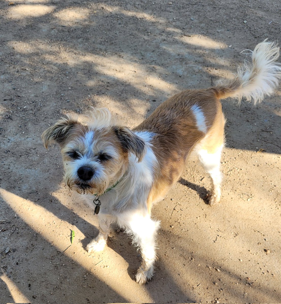 The grass was wet and my little Lili just loves to dig, dog park fun. ❤️
