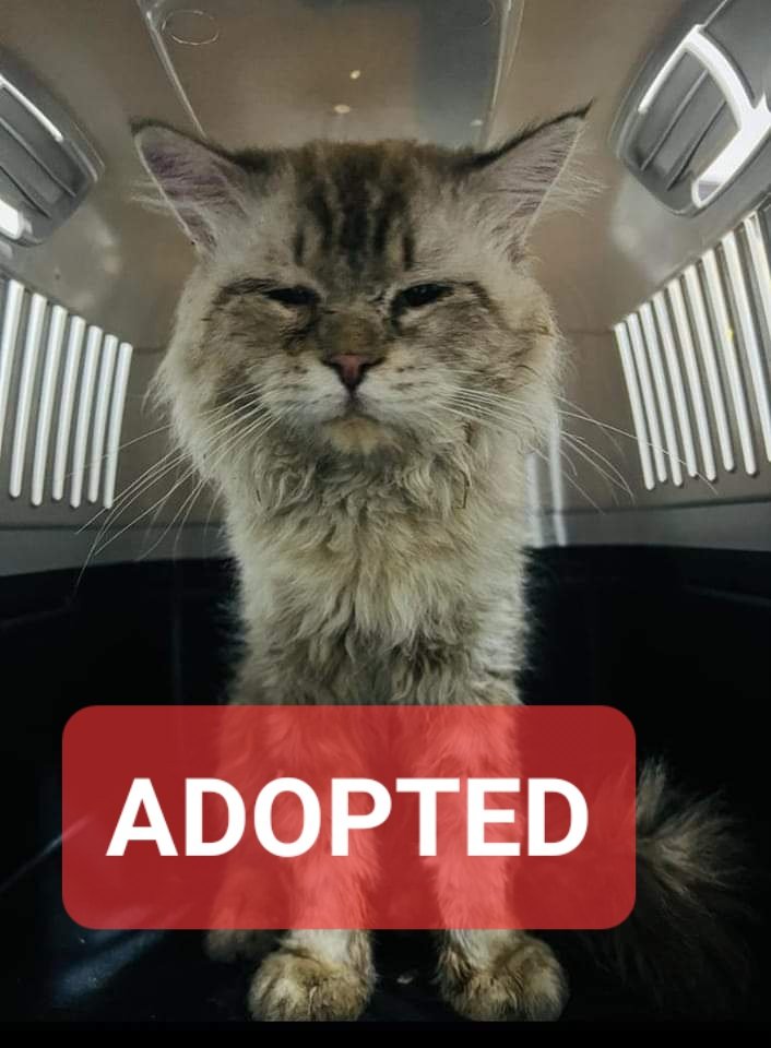 jacthehat's tweet photo. Wish the friendly, clearly house cats and dogs could tell their story.

How would that work for  you @eagle_enviro?

Where are my boys?

@maanabudhabi
@AbuDhabiDMT
@A_W_Global @philip_ciwf @Forsan_UAE @HHShkDrSultan @HHShkMohd @HHMansoor @AbuDhabi_ADM @Shamma_AlNahyan
#Cats #UAE https://t.co/JtIYVPdVF8