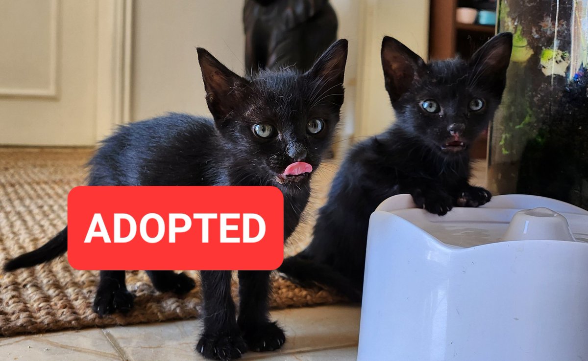 jacthehat's tweet photo. Wish the friendly, clearly house cats and dogs could tell their story.

How would that work for  you @eagle_enviro?

Where are my boys?

@maanabudhabi
@AbuDhabiDMT
@A_W_Global @philip_ciwf @Forsan_UAE @HHShkDrSultan @HHShkMohd @HHMansoor @AbuDhabi_ADM @Shamma_AlNahyan
#Cats #UAE https://t.co/JtIYVPdVF8