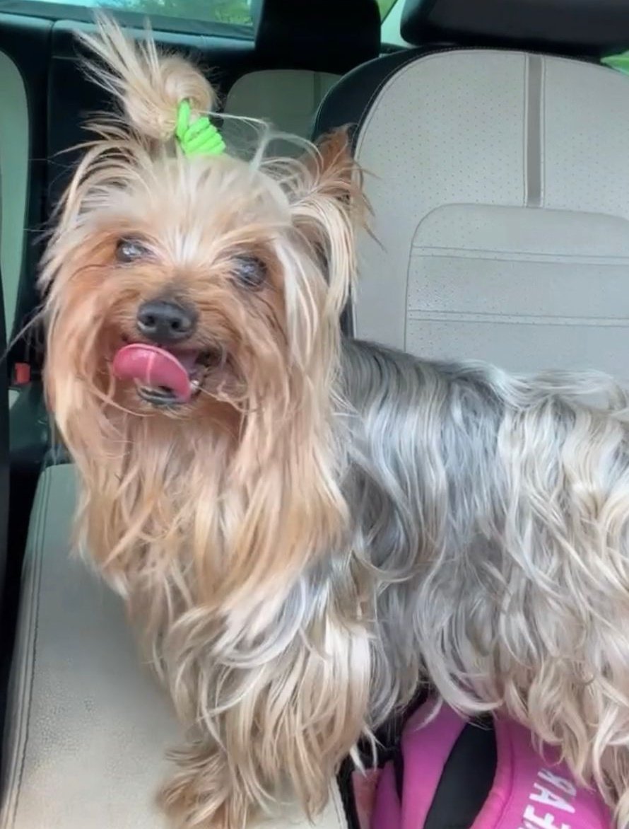 SGibramtz's tweet photo. @VivoEnCancun se llama Nico tiene 10 años, raza yorkshire terrier, se perdió hace 1 hora en la SM 41 en calle Tepic, por favor avísen cualquier información o si lo encuentran. GRACIAS! https://t.co/fLBFKAEacu