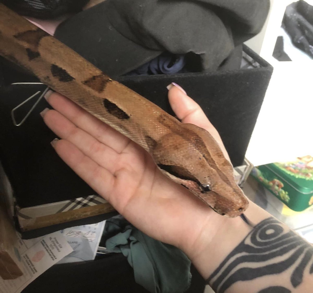 Very important #BREAKING news!!!!!! The missing boa constrictor of #Kitsilano is no longer missing.
Its owner tells <a href="/GlobalBC/">Global BC</a> the 6-foot-long snake slithered back into its enclosure tonight after she left some food out for it.