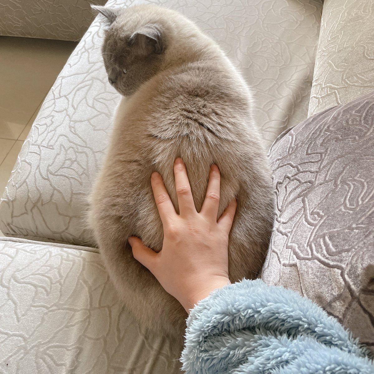 看看我家猪有多胖 https://t.co/PUikzpNbV7