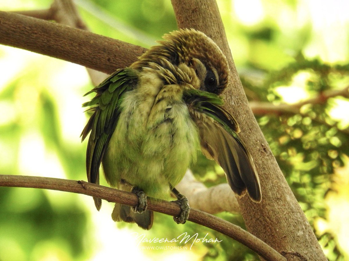 Naveenamohanrao's tweet photo. Green fur ball, in my living room window!
White-cheeked Barbet
Bangalore, Karnataka-India
#birdphotography #wildlife #TwitterNatureCommunity #BBCWildlifePOTD
@Avibase #birds #windowbirding https://t.co/JO2KbZKMx1