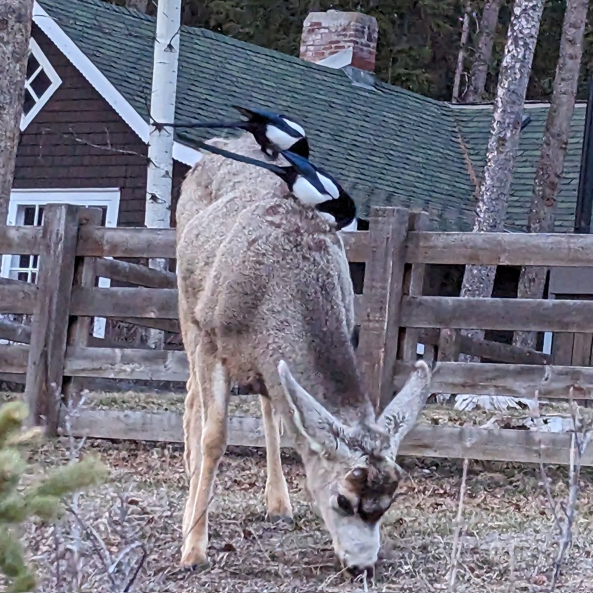 gearsgeary's tweet photo. Lucky to capture this moment as black-billed magpies eat the ticks off a 🦌 deer's back at @banffcentre @Banff_Town @BanffNP Bambi has become muse :) at the #PlaywrightsLab23 #bambi https://t.co/WS2deWx5RR