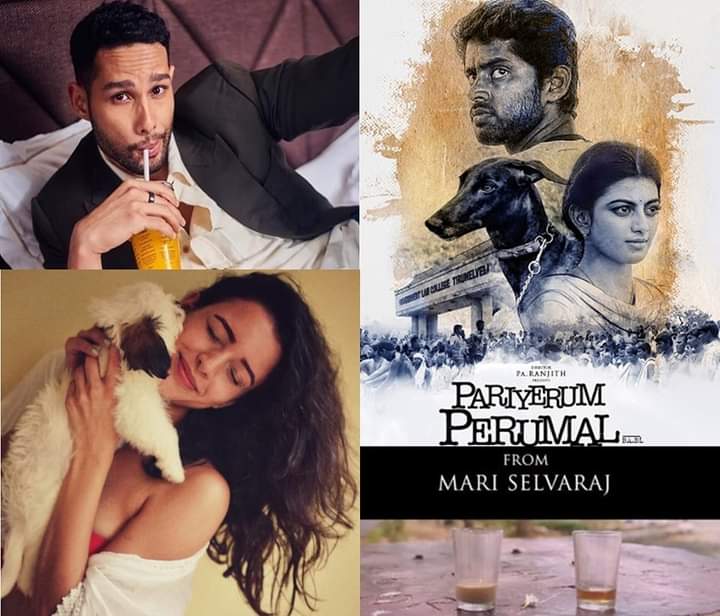 MariSelvaraj's #PariyerumPerumal Hindi Remake to be Produced by #KaranJohar   
#GullyBoy Fame #SiddhantChaturvedi & #Bulbbul Fame #TriptiDimri in Lead Roles #SacredGames & #LustStories Production Designer #ShaziaIqbal Directorial Debut