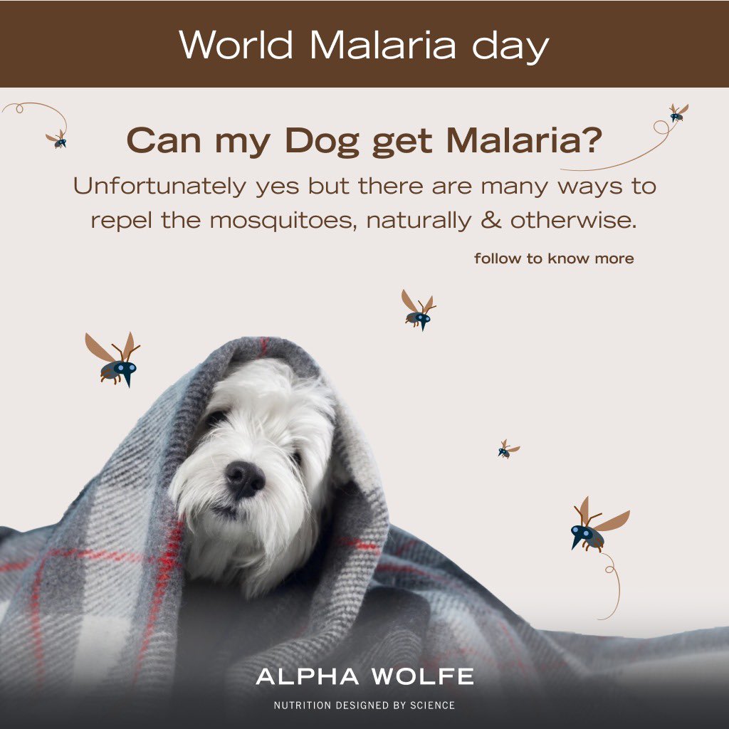 alphawolfeuk's tweet photo. *Recipes on how to use these oils are coming up soon. Follow for Part 2
#malariaday #worldmalariaday #alphawolfe #petsevicesinlondon #nutritionaltesting #epigenetics #supplimentsfordogs #epigenetic #epigenetictestinlondon #alphawolfelondon https://t.co/wU3xZ63LRg