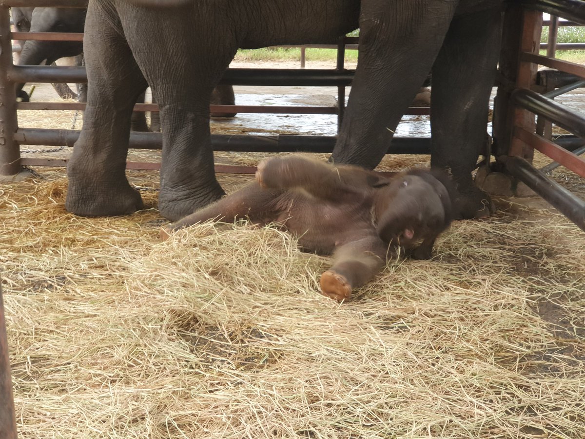 Elephantstay's tweet photo. Reminder your opinion is not the same as our knowledge experience and expertise. Surprise! https://t.co/Dx9t8HcepH