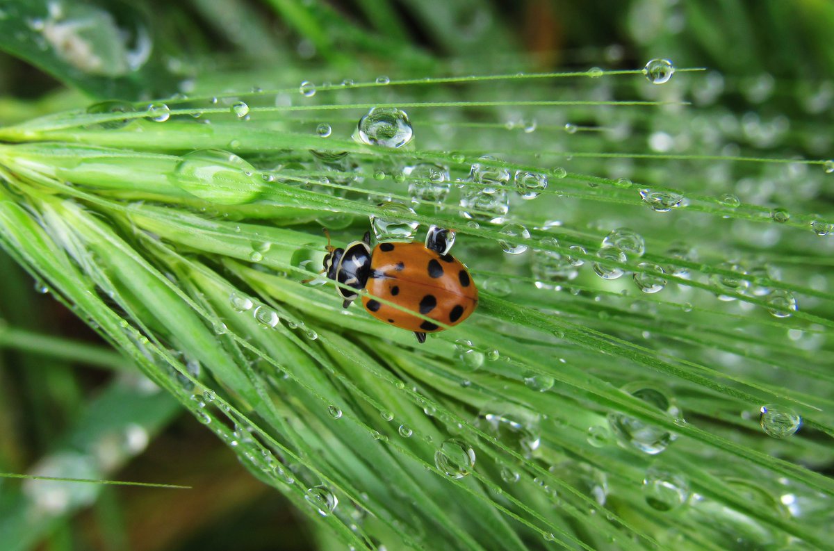 rainwatersystem's tweet photo. Power to you girls @AkezaGermaine in #farming community @GagaUwera @rwhnews @RainGarden6 @AfricaInstitut2
#rwhnews #companion #companion_plant #friendly_bug #plant_protector #HyptisSuaveolens #MesosphaerumSuaveolens #PlantProtector #Insecticide #Pestcide #Fungicide #Bactericide https://t.co/pP3Ls4T0Kk
