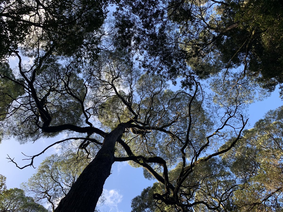 Dawe4Peter's tweet photo. Sharing a little crown shyness on this #Eucbeaut #thicktrunktuesday https://t.co/2SOth9q0el