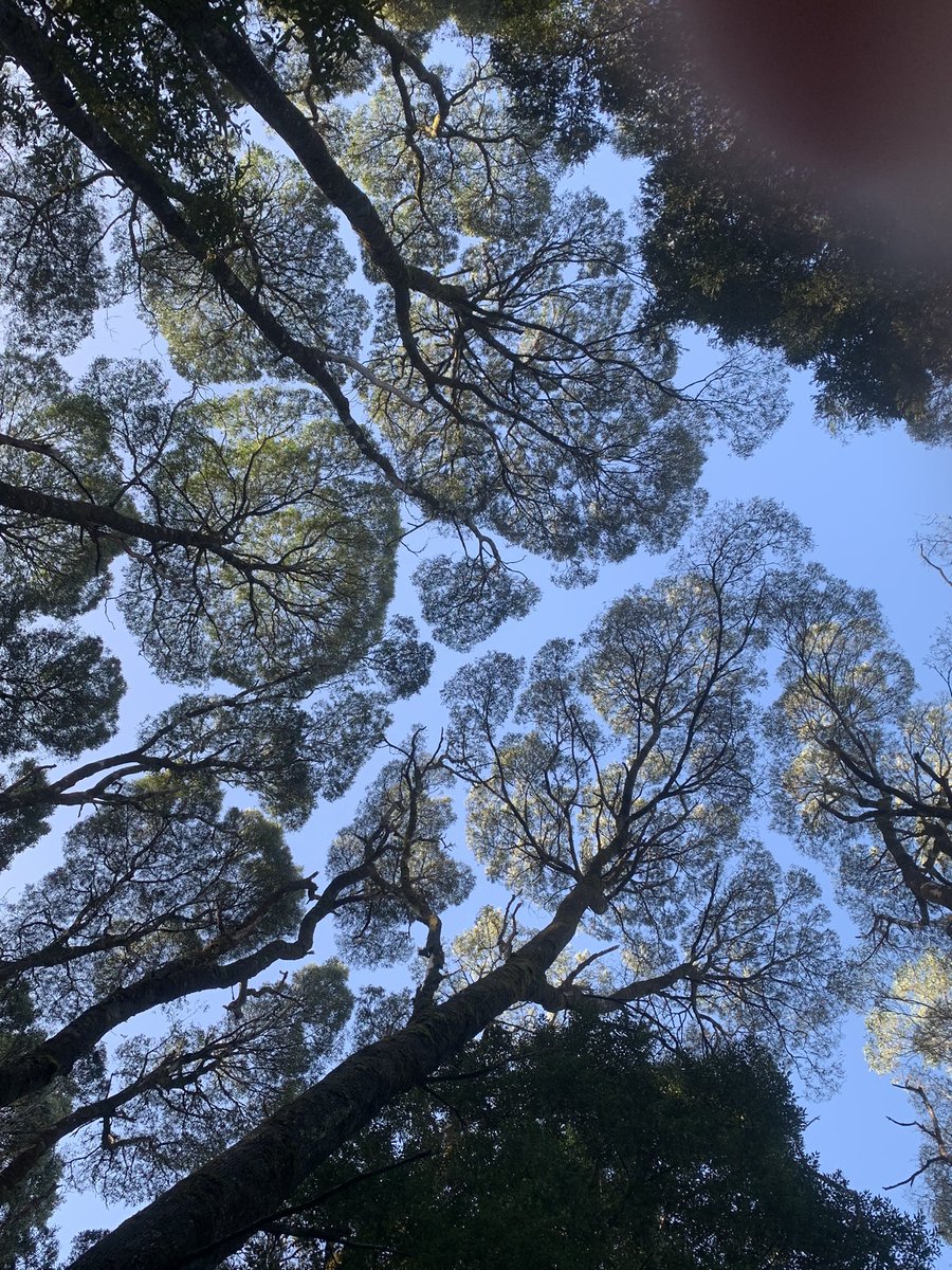 Dawe4Peter's tweet photo. Sharing a little crown shyness on this #Eucbeaut #thicktrunktuesday https://t.co/2SOth9q0el