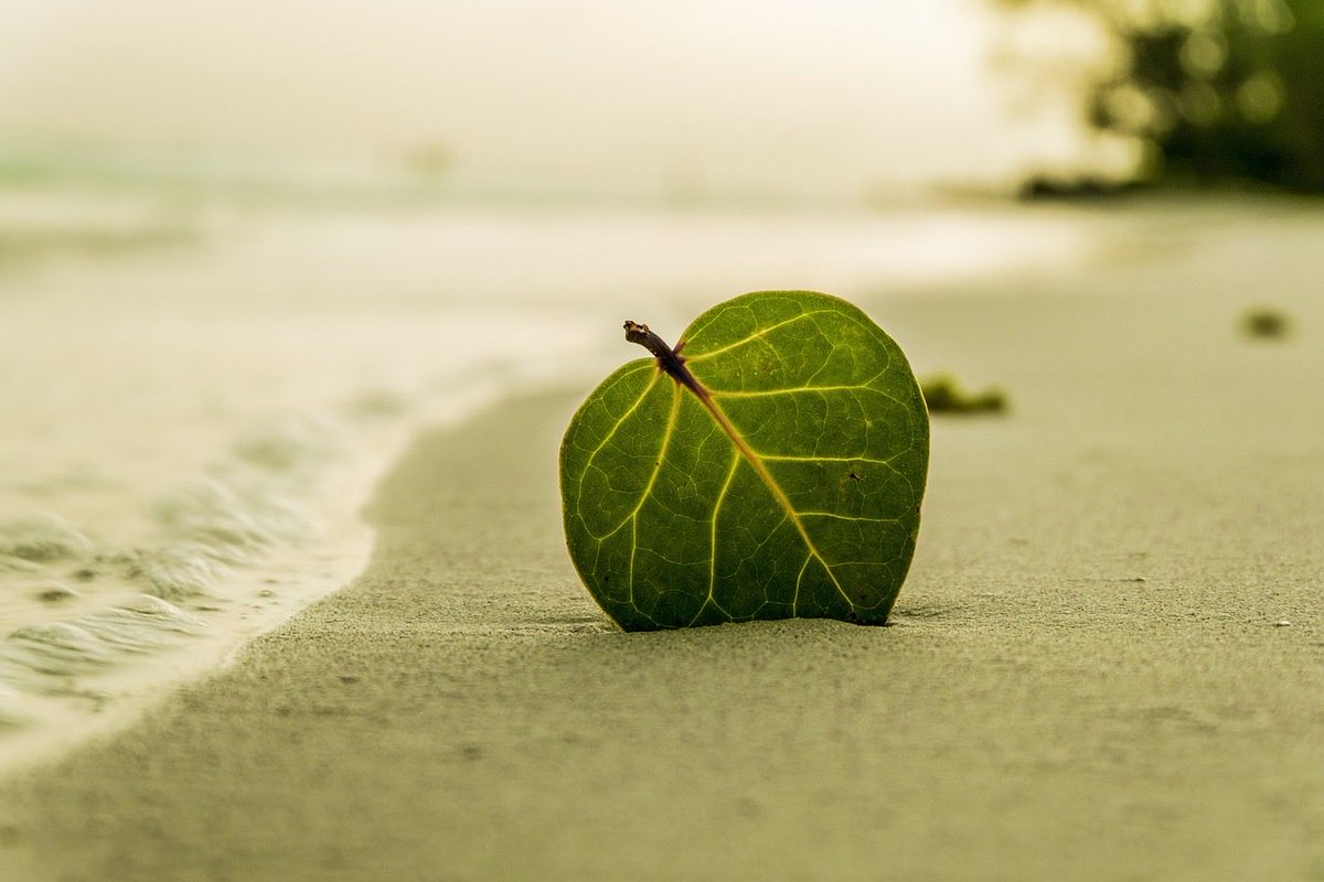cotainas's tweet photo. Soy esa hoja en la orilla de tu espalda, Soy arena en la playa de tus labios, Espuma en el mar de tus ojos. Feliz día. https://t.co/uMIfm3GKW3