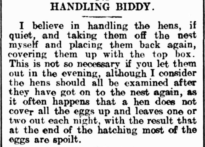 TroveNewsBot's tweet photo. Found! 6 Oct 1914: 'HANDLING BIDDY.', Terang Express, https://t.co/yFzWqVvByW https://t.co/mwcK3izQ3f