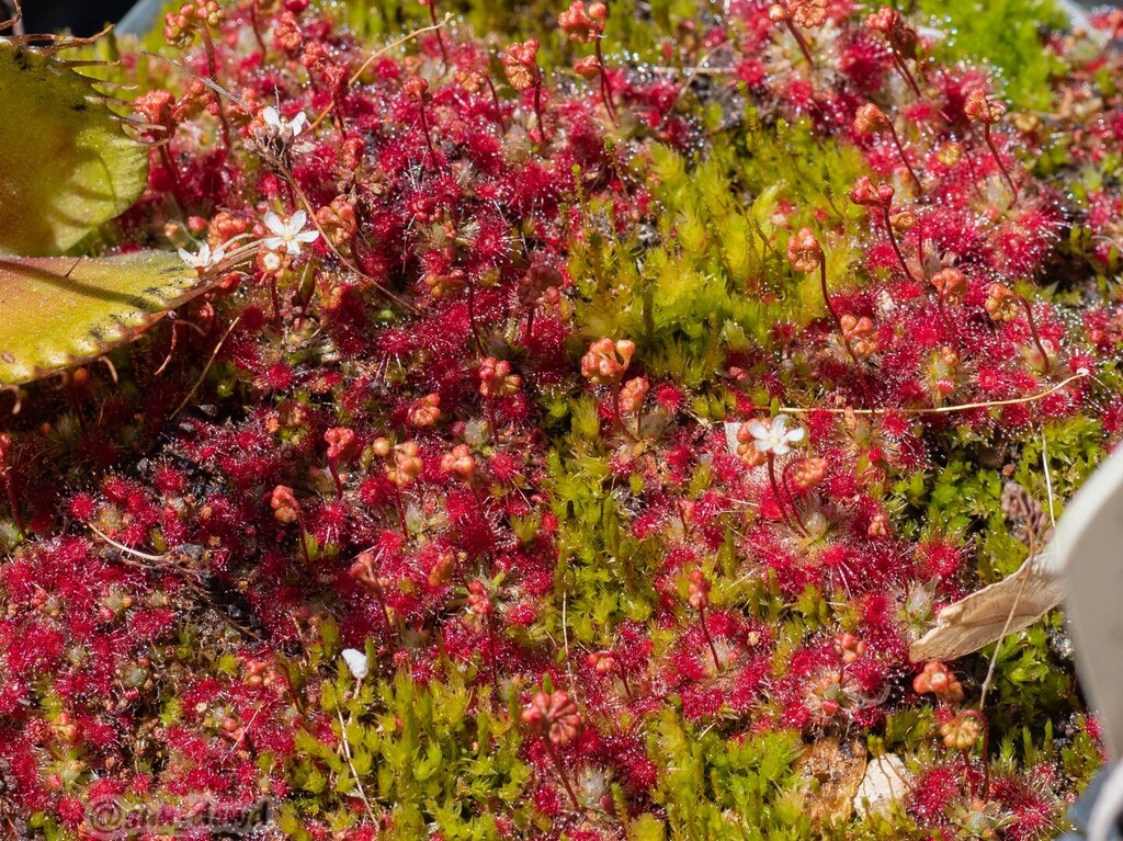 TheSunDewd's tweet photo. here is some Drosera micrantha I have growing outside. It seems to grow more tiny outside

#droseramicrantha #pygmydrosera #pygmysundew #sundew #sundews #drosera #carnivorousplants #carnivorousplant #plant #plants #rareplants #coolplants #savagegarden #g… https://t.co/N6AIjlvLyL https://t.co/dY0oqE8ZeC